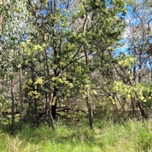 Acacia sp. at Stromlo, ACT - 4 Dec 2021