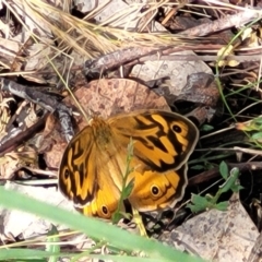 Heteronympha merope (Common Brown Butterfly) at Stromlo, ACT - 4 Dec 2021 by trevorpreston