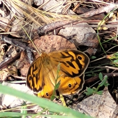 Heteronympha merope (Common Brown Butterfly) at Stromlo, ACT - 3 Dec 2021 by tpreston