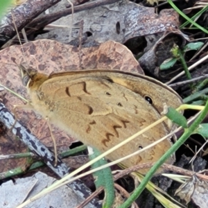 Heteronympha merope at Stromlo, ACT - 4 Dec 2021