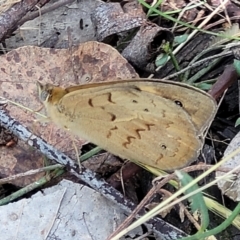 Heteronympha merope at Stromlo, ACT - 4 Dec 2021 09:41 AM