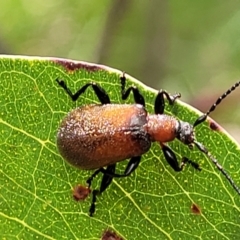 Ecnolagria grandis (Honeybrown beetle) at Piney Ridge - 3 Dec 2021 by tpreston