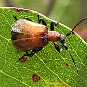 Ecnolagria grandis at Stromlo, ACT - 4 Dec 2021