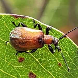 Ecnolagria grandis at Stromlo, ACT - 4 Dec 2021