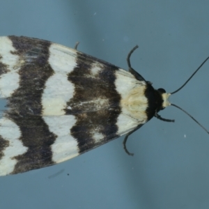 Termessa gratiosa at Ainslie, ACT - 2 Dec 2021