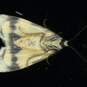 Termessa gratiosa at Ainslie, ACT - 2 Dec 2021