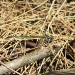 Austroargiolestes icteromelas (Common Flatwing) at ANBG - 3 Dec 2021 by Birdy