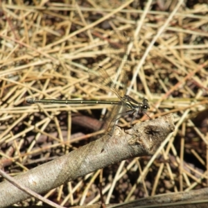 Austroargiolestes icteromelas at Acton, ACT - 4 Dec 2021