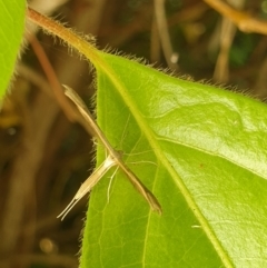 Stenoptilia zophodactylus (Dowdy Plume Moth) at Turner, ACT - 3 Dec 2021 by LD12