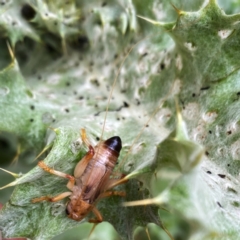 Gryllacrididae (family) (Wood, Raspy or Leaf Rolling Cricket) at Googong, NSW - 4 Dec 2021 by Wandiyali