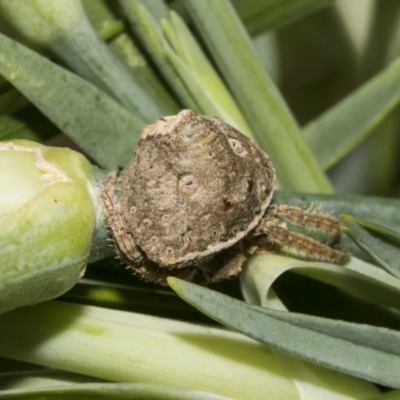 Dolophones sp. (genus) (Wrap-around spider) at Higgins, ACT - 3 Dec 2021 by AlisonMilton