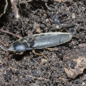 Monocrepidus (genus) at Higgins, ACT - 3 Dec 2021 08:39 AM