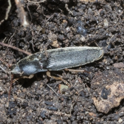 Monocrepidius (genus) (Click beetle) at Higgins, ACT - 3 Dec 2021 by AlisonMilton