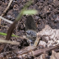 Monocrepidus sp. (genus) at Higgins, ACT - 3 Dec 2021