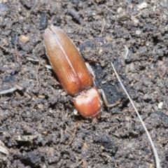 Monocrepidus sp. (genus) (Click beetle) at Higgins, ACT - 2 Dec 2021 by AlisonMilton