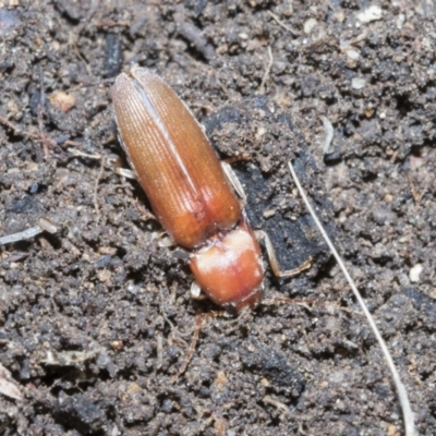 Monocrepidus sp. (genus) (Click beetle) at Higgins, ACT - 2 Dec 2021 by AlisonMilton