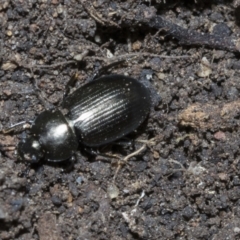 Adelium subdepressum (Darkling Beetle) at Higgins, ACT - 3 Dec 2021 by AlisonMilton