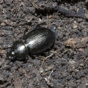 Adelium subdepressum at Higgins, ACT - 3 Dec 2021 09:06 AM