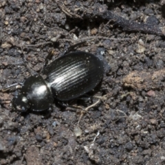 Adelium subdepressum (Darkling Beetle) at Higgins, ACT - 2 Dec 2021 by AlisonMilton
