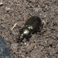 Adelium subdepressum at Higgins, ACT - 3 Dec 2021 09:06 AM