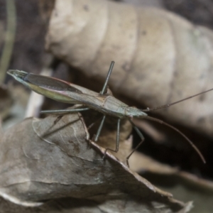 Mutusca brevicornis at Higgins, ACT - 3 Dec 2021