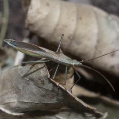 Mutusca brevicornis (A broad-headed bug) at Higgins, ACT - 3 Dec 2021 by AlisonMilton