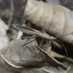 Mutusca brevicornis at Higgins, ACT - 3 Dec 2021