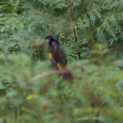 Phylidonyris novaehollandiae (New Holland Honeyeater) at Broulee Moruya Nature Observation Area - 4 Dec 2021 by LisaH
