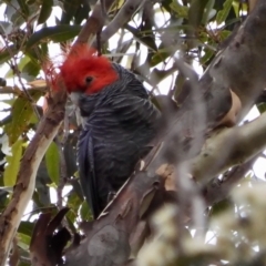 Callocephalon fimbriatum (Gang-gang Cockatoo) at Broulee Moruya Nature Observation Area - 4 Dec 2021 by LisaH