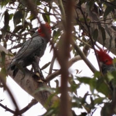 Callocephalon fimbriatum at Moruya, NSW - 4 Dec 2021