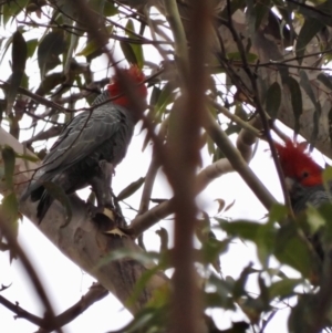 Callocephalon fimbriatum at Moruya, NSW - 4 Dec 2021