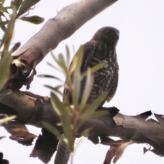 Tachyspiza cirrocephala (Collared Sparrowhawk) at Broulee Moruya Nature Observation Area - 4 Dec 2021 by LisaH