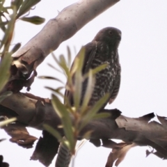 Accipiter cirrocephalus (Collared Sparrowhawk) at Moruya, NSW - 3 Dec 2021 by LisaH