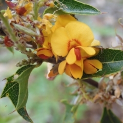 Podolobium ilicifolium (prickly shaggy-pea) at Broulee, NSW - 4 Dec 2021 by LisaH