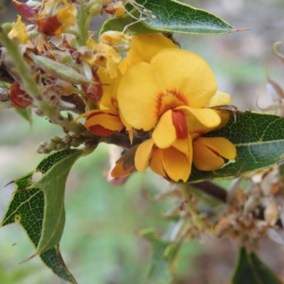 Podolobium ilicifolium (prickly shaggy-pea) at Broulee, NSW - 4 Dec 2021 by LisaH