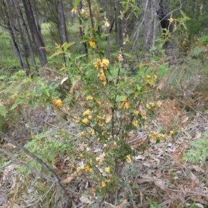 Podolobium ilicifolium at Broulee, NSW - suppressed