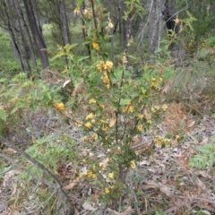 Podolobium ilicifolium at Broulee, NSW - 4 Dec 2021
