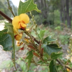 Podolobium ilicifolium at Broulee, NSW - suppressed