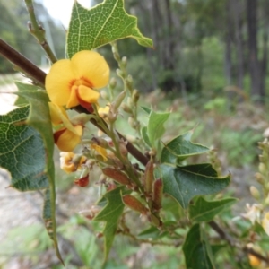 Podolobium ilicifolium at Broulee, NSW - suppressed