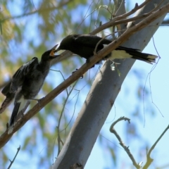 Strepera graculina (Pied Currawong) at Wodonga - 3 Dec 2021 by KylieWaldon