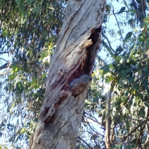 Callocephalon fimbriatum at Molonglo Valley, ACT - suppressed