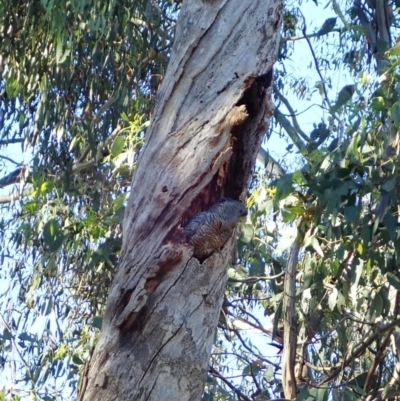 Callocephalon fimbriatum (Gang-gang Cockatoo) at Aranda Bushland - 29 Nov 2021 by CathB