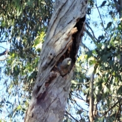 Callocephalon fimbriatum at Molonglo Valley, ACT - suppressed