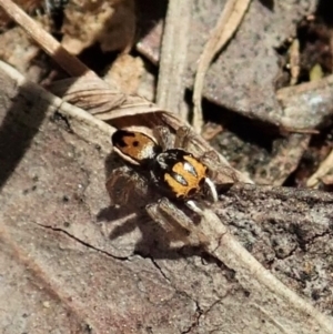 Maratus purcellae at Cook, ACT - 29 Nov 2021