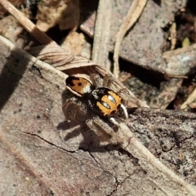 Maratus purcellae (Purcell's peacock spider) at Mount Painter - 29 Nov 2021 by CathB