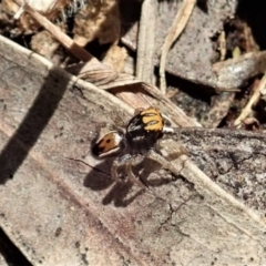 Maratus purcellae at Cook, ACT - suppressed