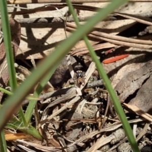 Maratus purcellae at Cook, ACT - 29 Nov 2021