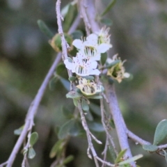 Leptospermum obovatum (River Tea Tree) at Wodonga, VIC - 3 Dec 2021 by KylieWaldon