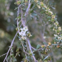 Leptospermum obovatum at Wodonga, VIC - 4 Dec 2021 10:28 AM