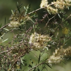 Callistemon sieberi (River Bottlebrush) at Wodonga, VIC - 4 Dec 2021 by KylieWaldon